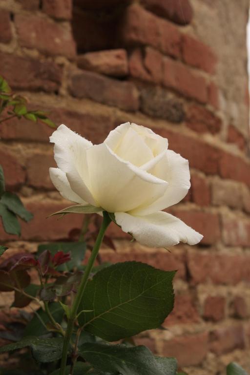 Domaine De Belcayre Bed and Breakfast Montauban Exteriör bild
